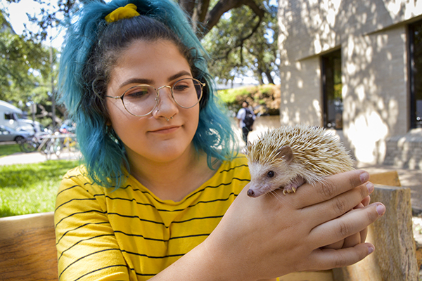 therapy_2019-10-07_Pet_Therapy_Hedgehog_Evan